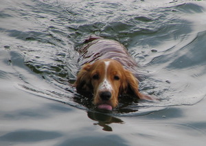 Sea Crystal Pools, Inc.